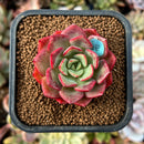 cuteplant57.jpeg