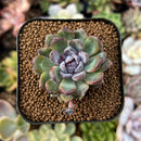 cuteplant59.jpeg