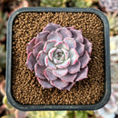 cuteplant5.jpeg