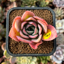 cuteplant60.jpeg