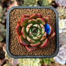 cuteplant61.jpeg