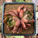 cuteplant62.jpeg