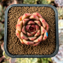 cuteplant66.jpeg
