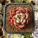cuteplant67.jpeg