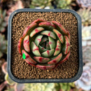 cuteplant68.jpeg