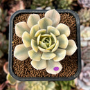 cuteplant69.jpeg