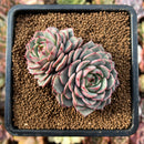 cuteplant7.jpeg