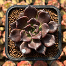 Echeveria 'Super Bowl' 2" Succulent Plant Cutting