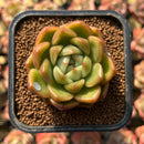 Echeveria 'Gold Jelly' 2" Succulent Plant Cutting