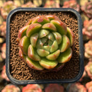 Echeveria 'Gold Jelly' 2" Succulent Plant Cutting