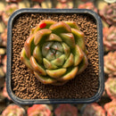 Echeveria 'Gold Jelly' 2" Succulent Plant Cutting