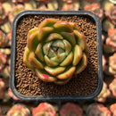 Echeveria 'Gold Jelly' 2" Succulent Plant Cutting