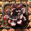 Echeveria 'Monet' 1"-2" Succulent Plant Cutting
