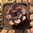 Echeveria 'Monet' 1"-2" Succulent Plant Cutting