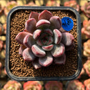 Echeveria 'Monet' 1"-2" Succulent Plant Cutting