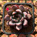 Echeveria 'Monet' 1"-2" Succulent Plant Cutting