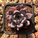 Echeveria 'Monet' 1"-2" Succulent Plant Cutting