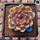 Echeveria 'Ellin' 2"-3" Succulent Plant Cutting