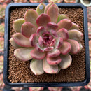 Echeveria 'Ellin' 2"-3" Succulent Plant Cutting