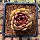 Echeveria 'Ellin' 2"-3" Succulent Plant Cutting