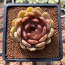 Echeveria 'Ellin' 2"-3" Succulent Plant Cutting