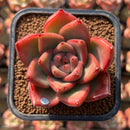 Echeveria Agavoides 'Vashon' 2" Succulent Plant Cutting