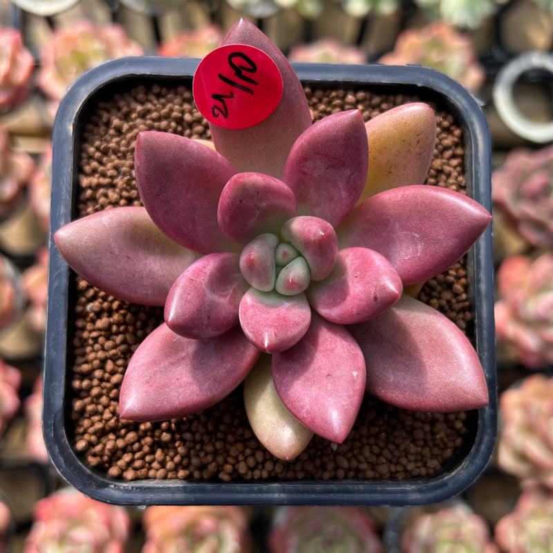 ruby succulent plant Graptoveria 'Ruby Donna' 2" Succulent Plant Cutting