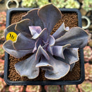 Echeveria 'Valkyrie' 3" Succulent Plant Cutting