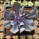 Echeveria 'Valkyrie' 3" Succulent Plant Cutting
