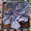 Echeveria 'Valkyrie' 3" Succulent Plant Cutting