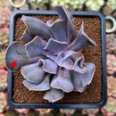 Echeveria 'Valkyrie' 3" Succulent Plant Cutting