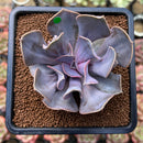 Echeveria 'Valkyrie' 3" Succulent Plant Cutting