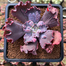 Echeveria 'Speed Bump' 2"-3" Succulent Plant Cutting
