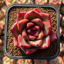 Echeveria Agavoides 'Vashon' 2" Succulent Plant Cutting