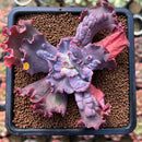 Echeveria 'Speed Bump' 2"-3" Succulent Plant Cutting