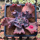 Echeveria 'Speed Bump' 2"-3" Succulent Plant Cutting