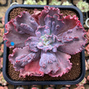 Echeveria 'Speed Bump' 2"-3" Succulent Plant Cutting