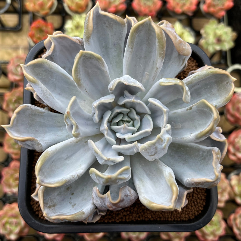 thriller succulents Echeveria 'Thriller Pearl' 5"-6" Succulent Plant Cutting – True Succulents Plant Co