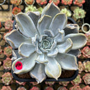 Echeveria 'Thriller Pearl' 5"-6" Succulent Plant Cutting