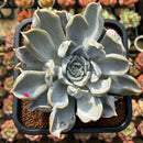 Echeveria 'Thriller Pearl' 5"-6" Succulent Plant Cutting
