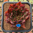 Echeveria Agavoides 'Maria' Crested 4" Succulent Plant Cutting