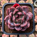 Echeveria 'Eos' 2" New Hybrid Succulent Plant Cutting