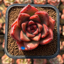 Echeveria Agavoides 'Vashon' 2" Succulent Plant Cutting