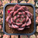 Echeveria 'Eos' 2" New Hybrid Succulent Plant Cutting
