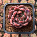 Echeveria 'Eos' 2" New Hybrid Succulent Plant Cutting
