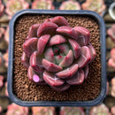 Echeveria 'Eos' 2" New Hybrid Succulent Plant Cutting