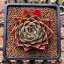 Echeveria 'Red Belita' 3" Succulent Plant Cutting