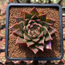 Echeveria 'Red Belita' 3" Succulent Plant Cutting