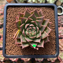 Echeveria 'Red Belita' 3" Succulent Plant Cutting