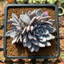 Echeveria 'Lulu' 2"-3" Succulent Plant Cutting